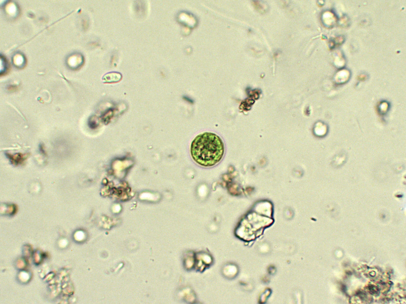 Prima alga osservata